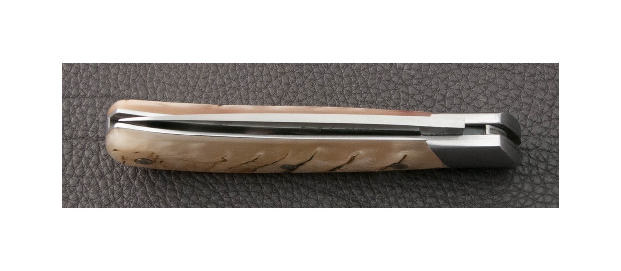 Corsican folding knife L' Antò Classic Range Ram horn