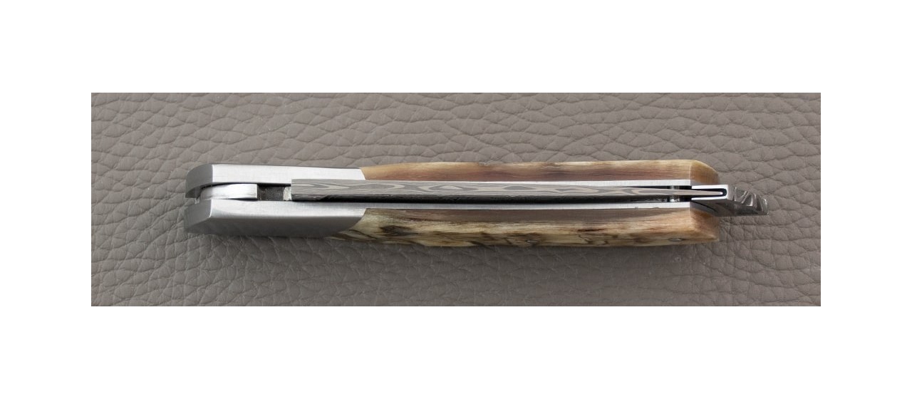 Le Thiers ® Gentleman knife Damascus Ram Horn