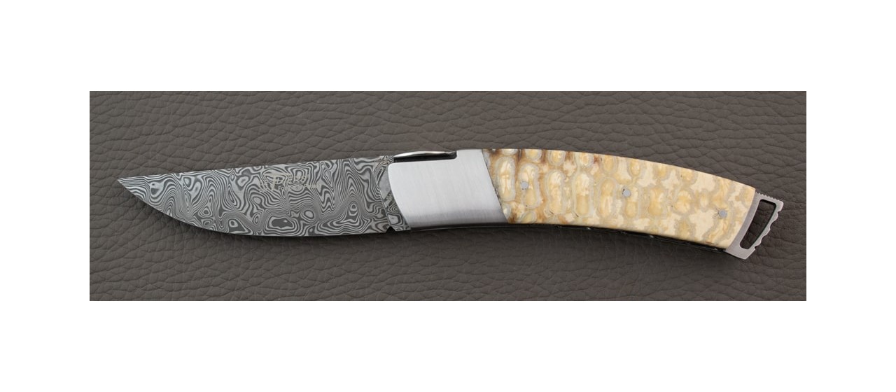 Le Thiers ® Gentleman knife Damascus White Molar tooth of mammoth