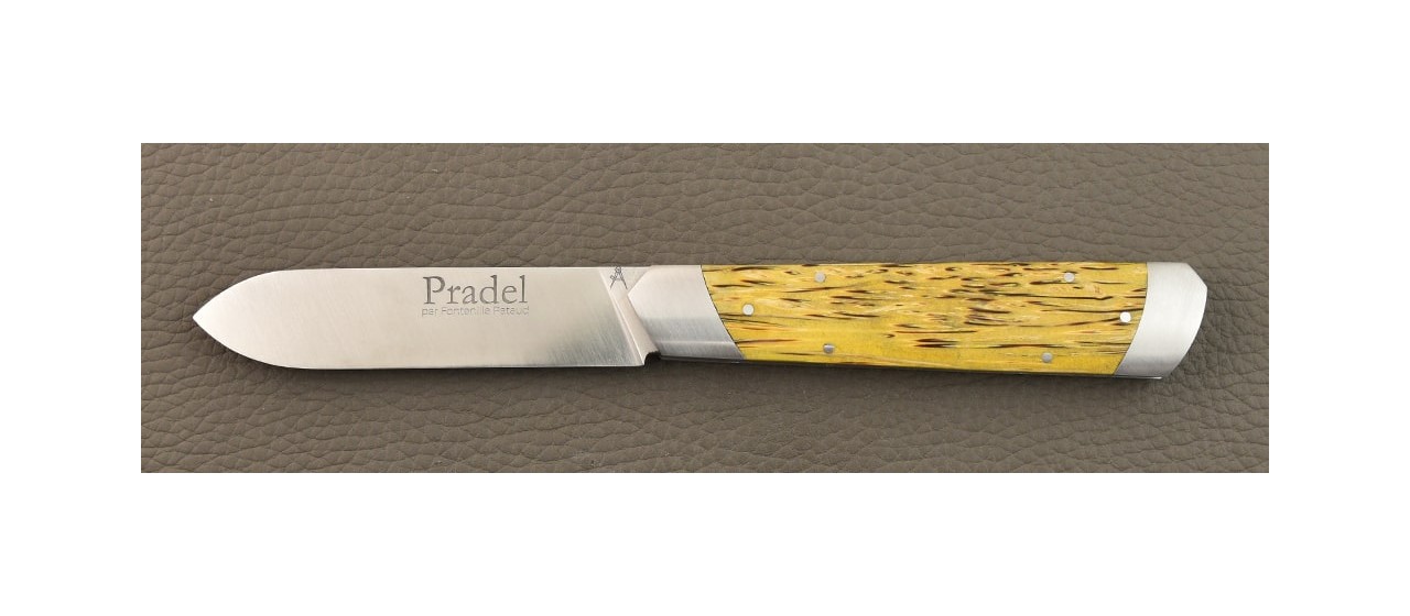 Le Pradel Stabilized palm tree