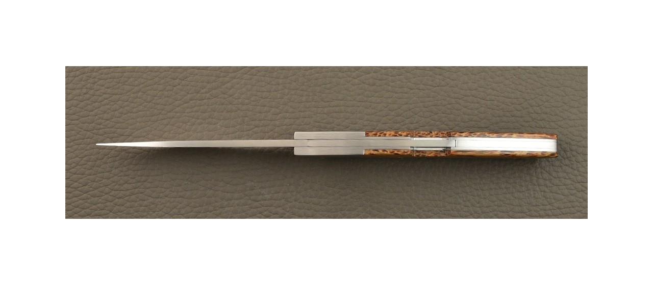 Le Thiers® Advance RWL34 Palmier stabilisé