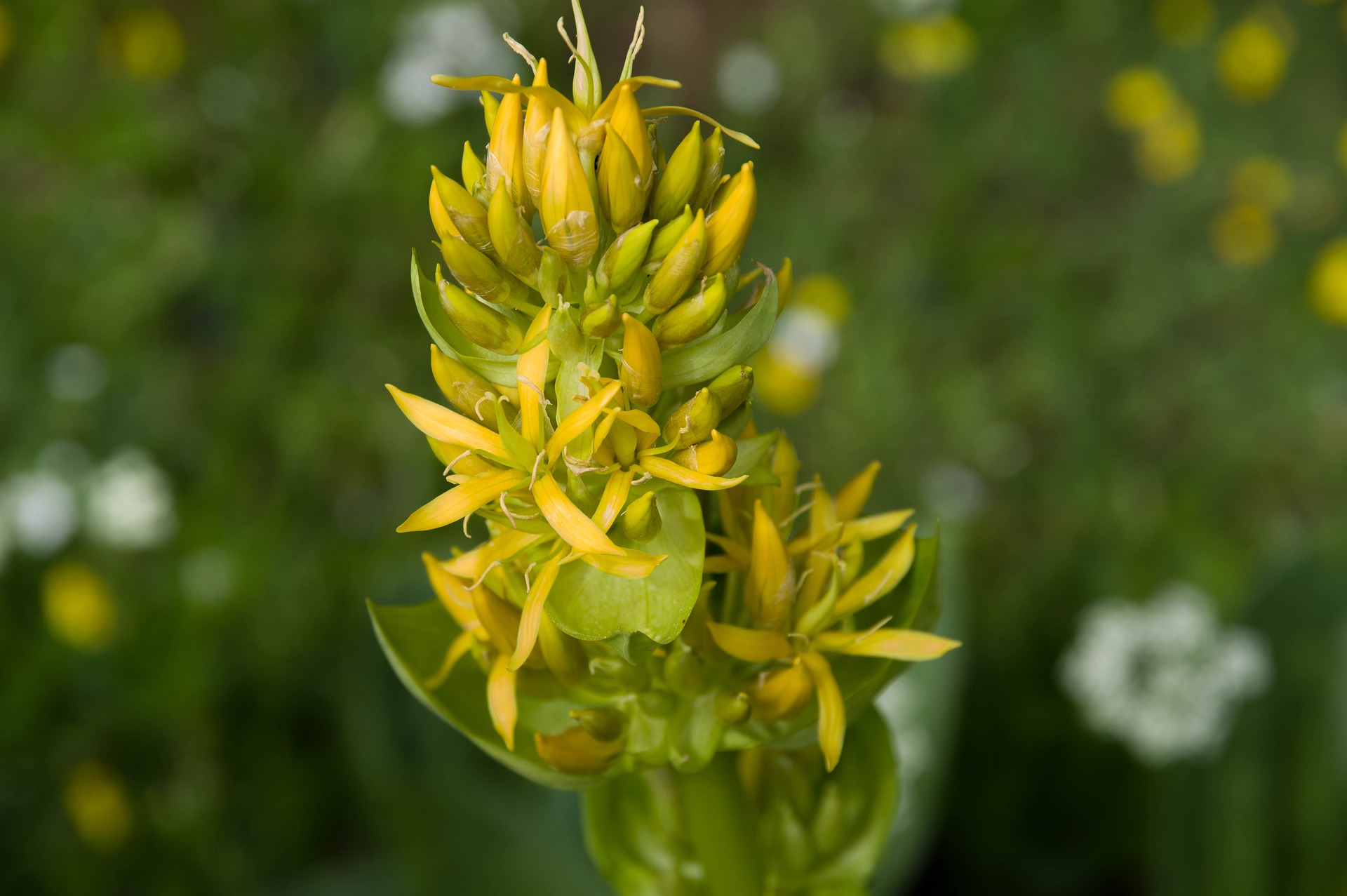 Fleurs de gentiane